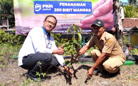 PT PNM Bantu 200 Bibit Mangga Kiyosi Ditanam di Desa Ngentak Purworejo