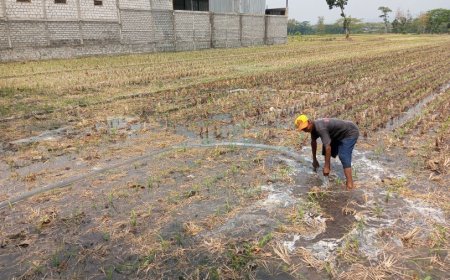 Terdampak Kemarau, Petani di Klaten Terpaksa Sedot Air dari Sumur Patok