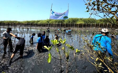 Stimaryo Tanam 1.500 Mangrove di Destinasi Wisata Laguna Pengklik