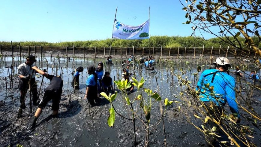 Stimaryo Tanam 1.500 Mangrove di Destinasi Wisata Laguna Pengklik