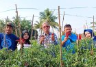 Harga Cabai Jatuh Di Bawah Biaya Produksi, Pemkab Beri Pendampingan ke Petani