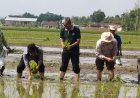 Dinas Pertanian Sleman Mendampingi Petani Tiwir Moyudan Berpacu dengan Waktu