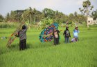Mendongkrak Kunjungan Wisatawan, Sleman Creative Week Berlangsung di Empat Lokasi