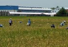 Pemdes Bulurejo Juwiring Terapkan Block System 