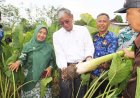 Kurangi Ketergantungan Beras, DP3 Sleman Dorong Petani Kembangkan Tanaman Talas