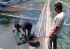 Meraup Rupiah dari Budi Daya Cacing Sutra