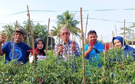 Harga Cabai Jatuh Di Bawah Biaya Produksi, Pemkab Beri Pendampingan ke Petani