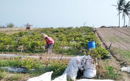 Terjadi Disparitas Harga Cabai Merah Keriting dan Rawit