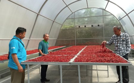 Cabai Petani Sleman Kini Tersedia Kering, Aroma dan Pedasnya Tidak Hilang