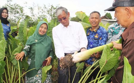 Kurangi Ketergantungan Beras, DP3 Sleman Dorong Petani Kembangkan Tanaman Talas