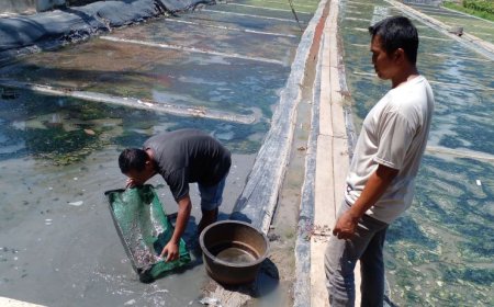 Meraup Rupiah dari Budi Daya Cacing Sutra