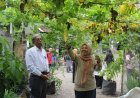 Lahan Pekarangan Sumber Pangan, DP3 Sleman Dorong Pembentukan KWT