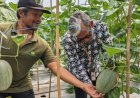 Petani Sleman Tanam Melon dengan Teknologi Green House, Panen Sepanjang Tahun