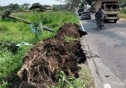 Pohon Tumbang di Ponggok Klaten Merusak Jalan