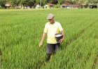 DP3 Optimis Selesaikan Usulan Pupuk Bersubsidi 2025 Tepat Waktu