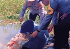 Ribuan Bibit Nila Ditebar di Kulonprogo, Dukung Ketahanan Pangan