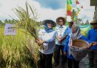 Bupati Kustini Panen Raya Padi di Cangkringan, Hasilnya Delapan Ton Per Hektar