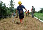 Tanggul Sungai Kemit Kebumen Ditanami Rumput Vetiver