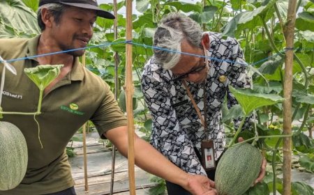 Petani Sleman Tanam Melon dengan Teknologi Green House, Panen Sepanjang Tahun