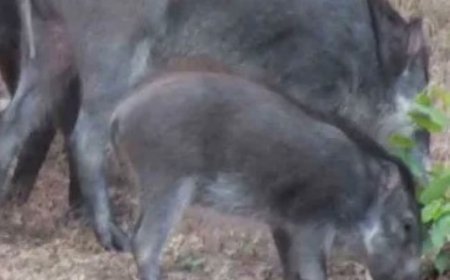 Dikejar Pemburu, Babi Hutan Masuk Ruang Belajar TK di Karangsambung Kebumen
