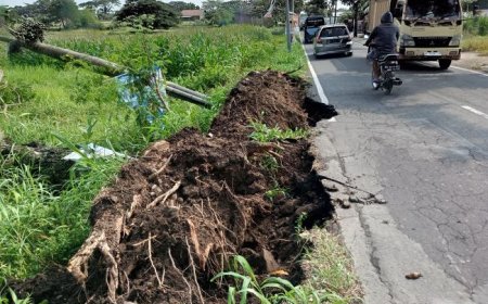 Pohon Tumbang di Ponggok Klaten Merusak Jalan
