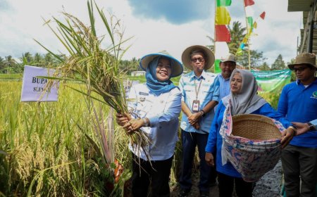 Bupati Kustini Panen Raya Padi di Cangkringan, Hasilnya Delapan Ton Per Hektar