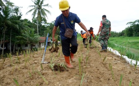Tanggul Sungai Kemit Kebumen Ditanami Rumput Vetiver