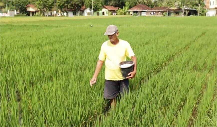 DP3 Optimis Selesaikan Usulan Pupuk Bersubsidi 2025 Tepat Waktu