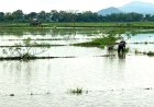 Petani di Desa Pogung Klaten Rugi Besar Akibat Lahan Tergenang Air Hampir Sebulan
