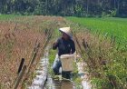 Cabai di Kebumen Berganti Harga, Tembus Rp 100 Ribu