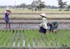 Babinsa Turun ke Sawah Bantu Petani Sribit Klaten Bersihkan Gulma