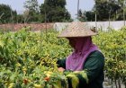 Harga Cabai di Atas HPP, Sleman Siapkan Langkah Stabilisasi