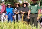 Tradisi Wiwitan Mengawali Panen Padi di Dusun Karangmojo Bantul