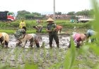 Kodim 0723 Klaten Tanam Padi di Desa Tambongwetan