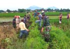 Petugas Gabungan, Petani dan TNI di Klaten Gropyokan Tikus