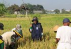 DP3 Sleman Ingin Kualitas Padi Petani Meningkat