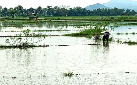 Petani di Desa Pogung Klaten Rugi Besar Akibat Lahan Tergenang Air Hampir Sebulan