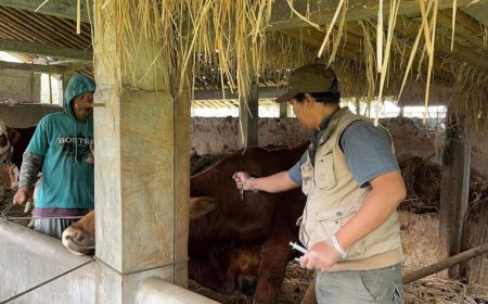 Antisipasi Penyakit Mulut dan Kuku, DP3 Sleman Meningkatkan Surveilans