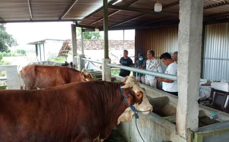Selama Tahun 2024 di Sleman Terjadi 317 Kasus PMK