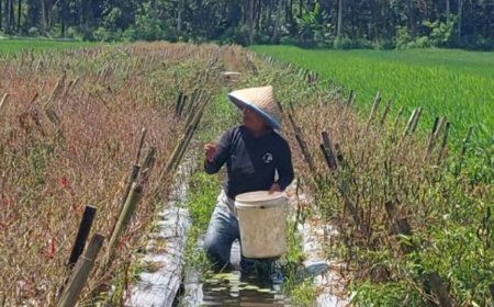 Cabai di Kebumen Berganti Harga, Tembus Rp 100 Ribu
