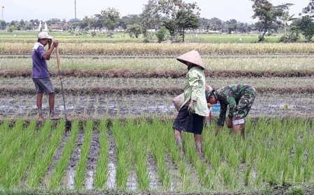Babinsa Turun ke Sawah Bantu Petani Sribit Klaten Bersihkan Gulma