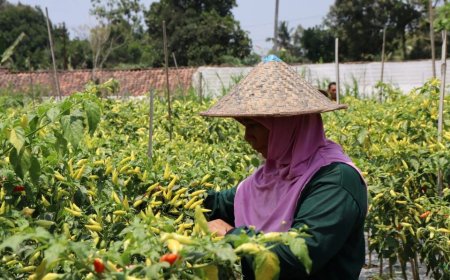 Harga Cabai di Atas HPP, Sleman Siapkan Langkah Stabilisasi