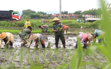 Kodim 0723 Klaten Tanam Padi di Desa Tambongwetan