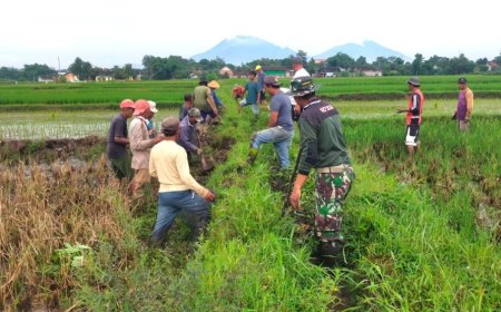 Petugas Gabungan, Petani dan TNI di Klaten Gropyokan Tikus