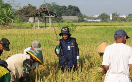 DP3 Sleman Ingin Kualitas Padi Petani Meningkat