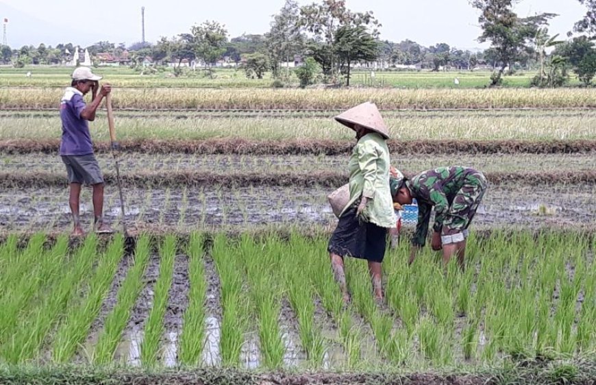 Babinsa Turun ke Sawah Bantu Petani Sribit Klaten Bersihkan Gulma