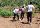 Moeldoko Center Tanam Sorgum di Dlingo Bantul