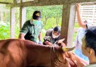 Kasus PMK, Cangkringan dan Prambanan Tertinggi se Sleman
