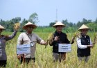 Bersama Ratusan Petani, Bupati Bantul Tanam Padi dan Panen Raya Serentak