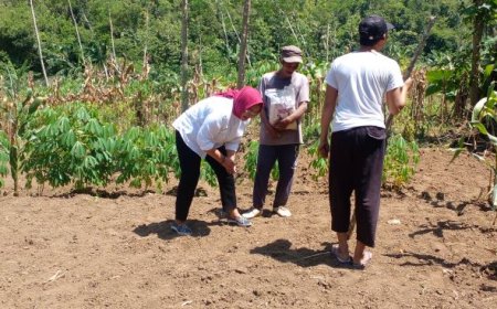 Moeldoko Center Tanam Sorgum di Dlingo Bantul